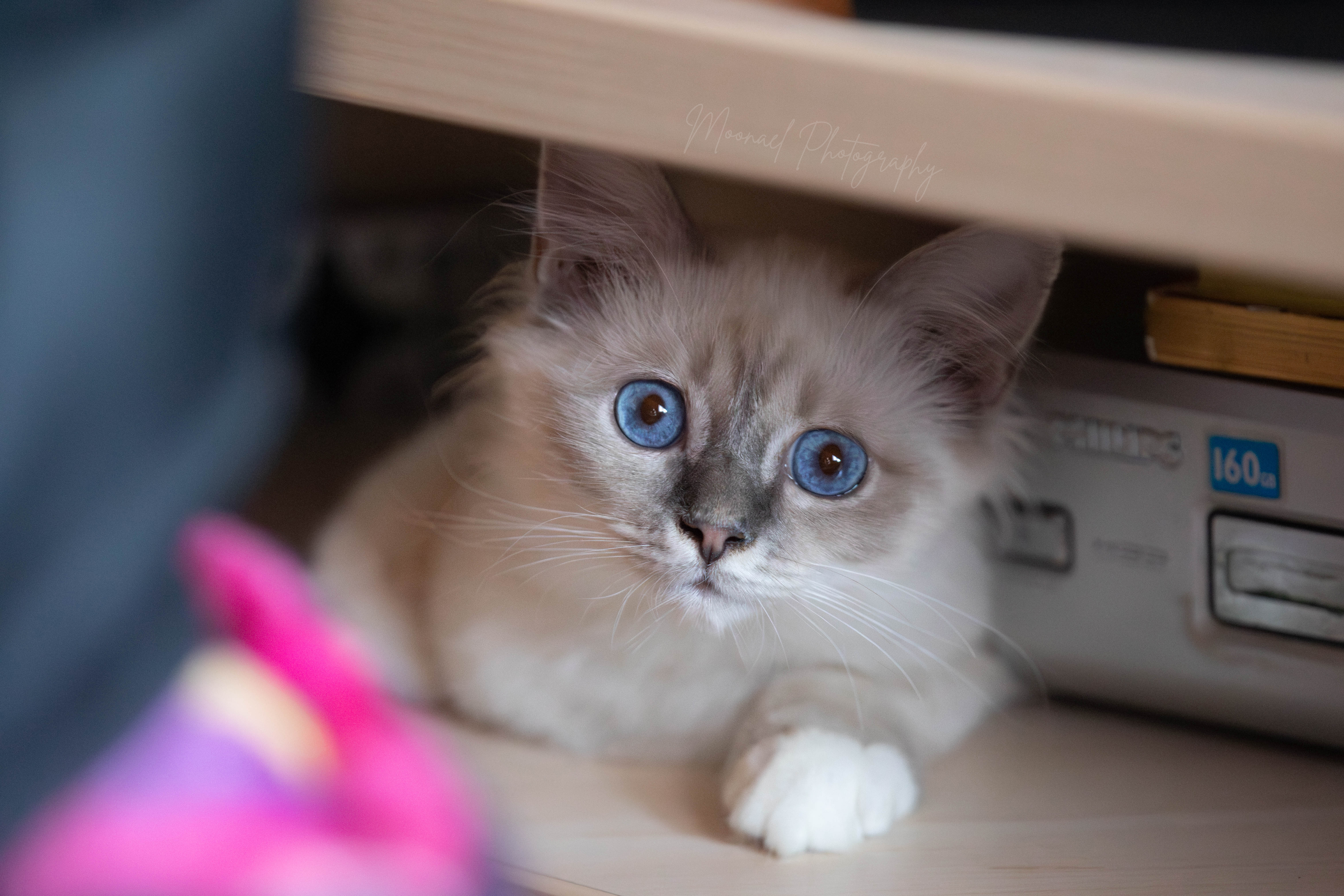Photo de AZUR BLUE TABBY